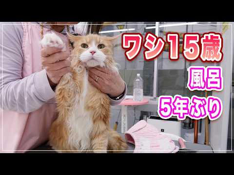 【トトちゃん】15歳のおじいちゃん猫、5年ぶりの風呂に自ら入るｗ【メインクーン】