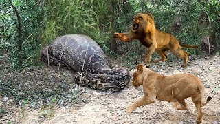 Lions vs Big Python Snake Real Fight  Lions attack