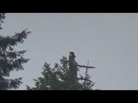 Osprey Flying From Nest to Perch on Tall Tree