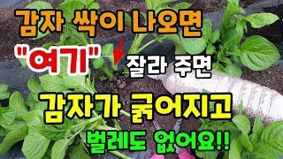 감자싹이 나오면 여기를 잘라주고 이것을 뿌려주면 감자가 굵어지고 벌레도 사라집니다