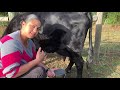 How to Milk an Irish Dexter Cow- Crafty Gemini Homestead