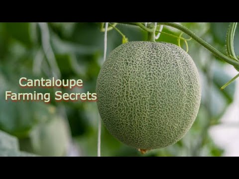 Top 10 Secrets To succeed In Cantaloupe Farming| Smart Agri Hub