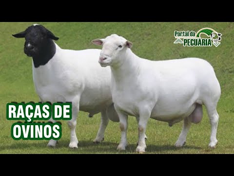 , title : 'Raças de ovinos'