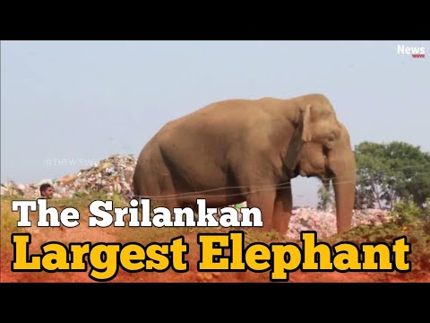 Unlocking the Power of Big Elephant Medicine: Natural Remedies for Optimal Health