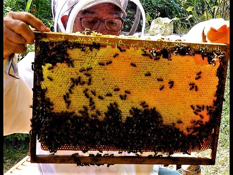 Free Introduction To Natural and Regenerative Beekeeping