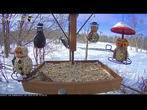 Visitors Come And Go At Cornell Feeders – Feb 8, 2018