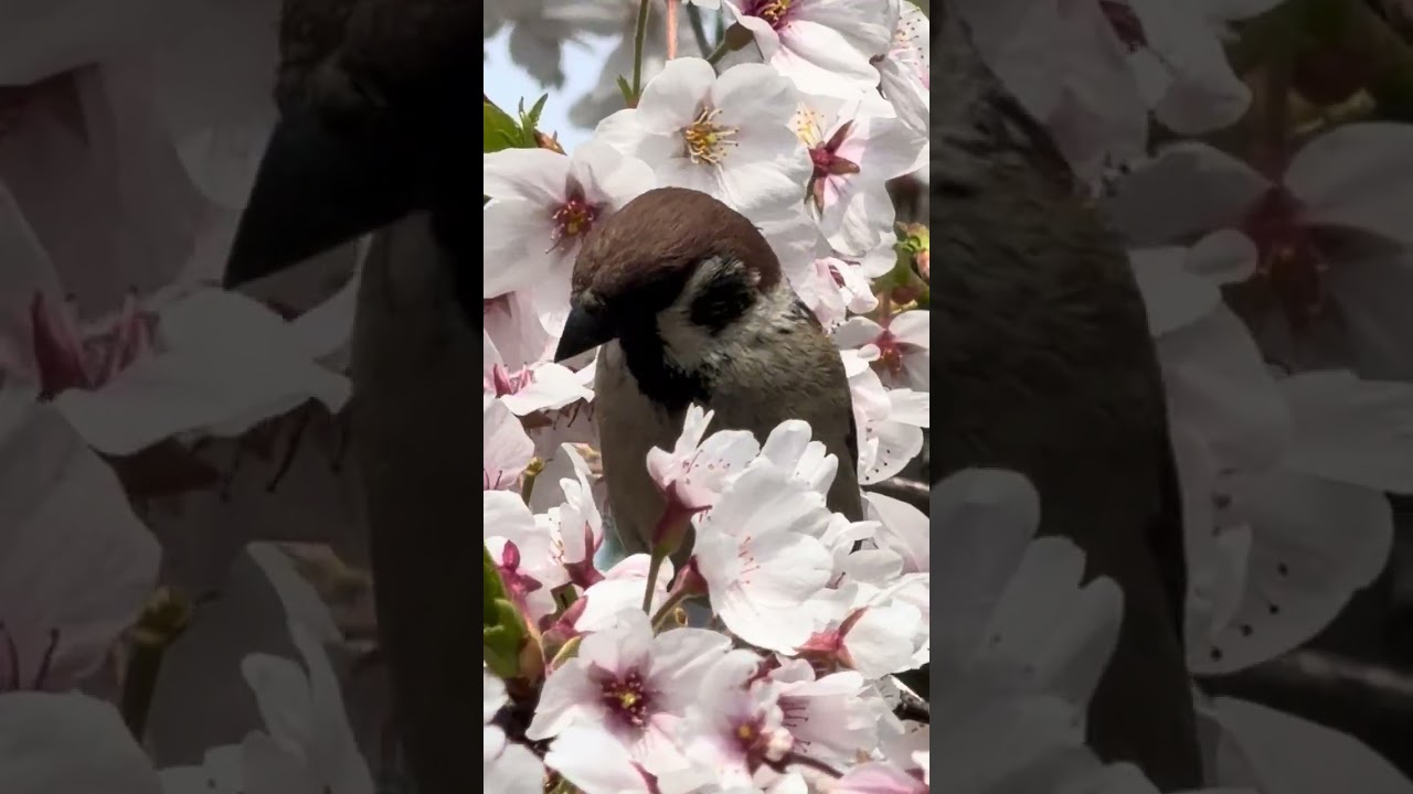 チュンチュンかわゆいやつら