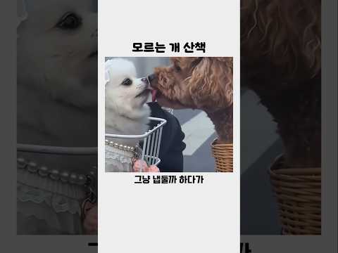 모르는 개 산책