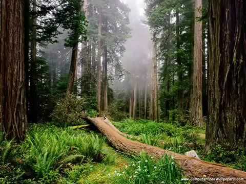 Homonyik Sándor Sose búcsúzz el(HD Minőség)