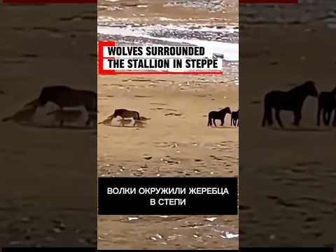 Волки напали на лошадь
