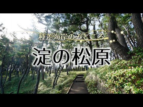 みちのく潮風トレイル「淀の松原」