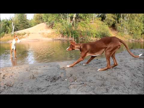 PODENCO IBICENCO - Ibizan hounds playing in the forest