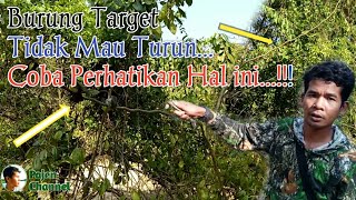 Download lagu Burung Target Tidak Mau Turun !! Saat Mikat Burung Coba Perhatikan Hal ini mp3