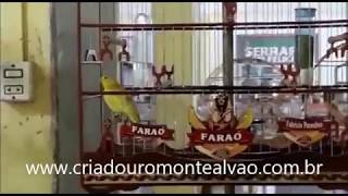FARAÓ