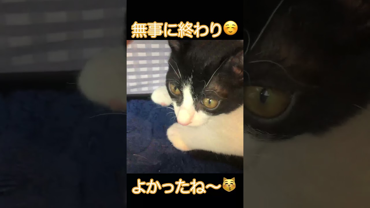 【保護猫】病院でオメメまんまる。#猫のいる暮らし #保護猫 #cat #ハチワレ