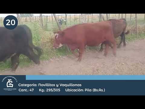 Lote NLL Y VQ - Pila Bs As