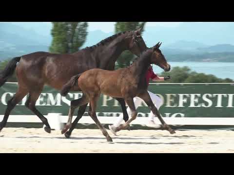 Holsteiner Elite-Fohlenauktion | Nr. 30 v. Million Dollar - Cash and Carry