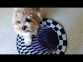 OMG This Illusion Rug Is Actually Tricking My Dog