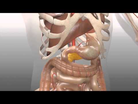 Location of Pancreas