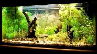 How to Set Up a Fish Tank | Aquarium Care