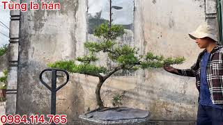 Only 2.5 million beautiful La Han pine tree | La Han pine tree Nam Dinh