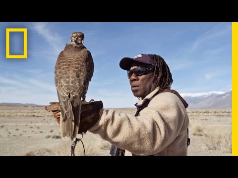 YouTube video about: How much do hawks cost?