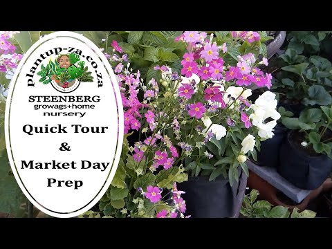 Quick Tour - Market day prep