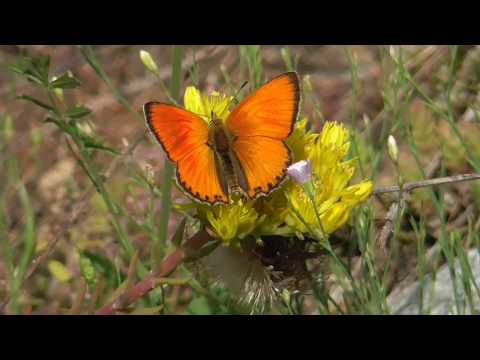 Dukatenfalter. Parc national de ecrins. Alpen, Frankreich