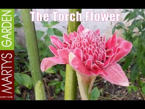 The Beautiful Torch Flower Used in Traditional Asian Cooking