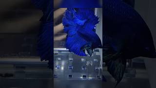 Download lagu IKAN CUPANG TERCANTIK #ikan #ikanhias  #ikancupang #animals #binatang #shorts mp3