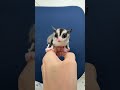 フクロモモンガのYouTubeサムネイル画像