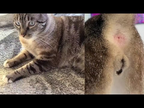 Feline Anatomy 101 Cat Balls & Bütthole After Bubble Bath Male Neutered Lynx Point Cat