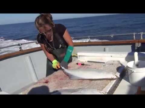 How to fillet a halibut in Alaska