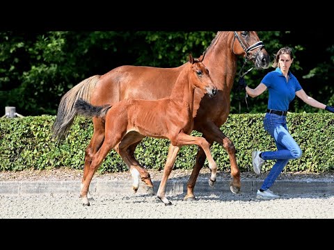 Hof Brüning - Hengstfohlen v. Va Bene - Ampere - Sandro Hit, geb. 2025