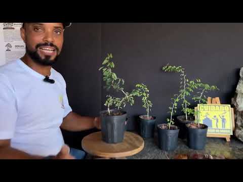 COMO DAR MOVIMENTO NO TRONCO DO BONSAI