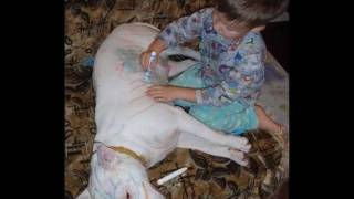 Bless the Beast and the Children w/ lyrics by the Carpenters