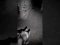 Dog Hunts Ghosts ️ Haunted Ghost Paranormal Dogs Abandoned Creepy Nightmare Explore Dog