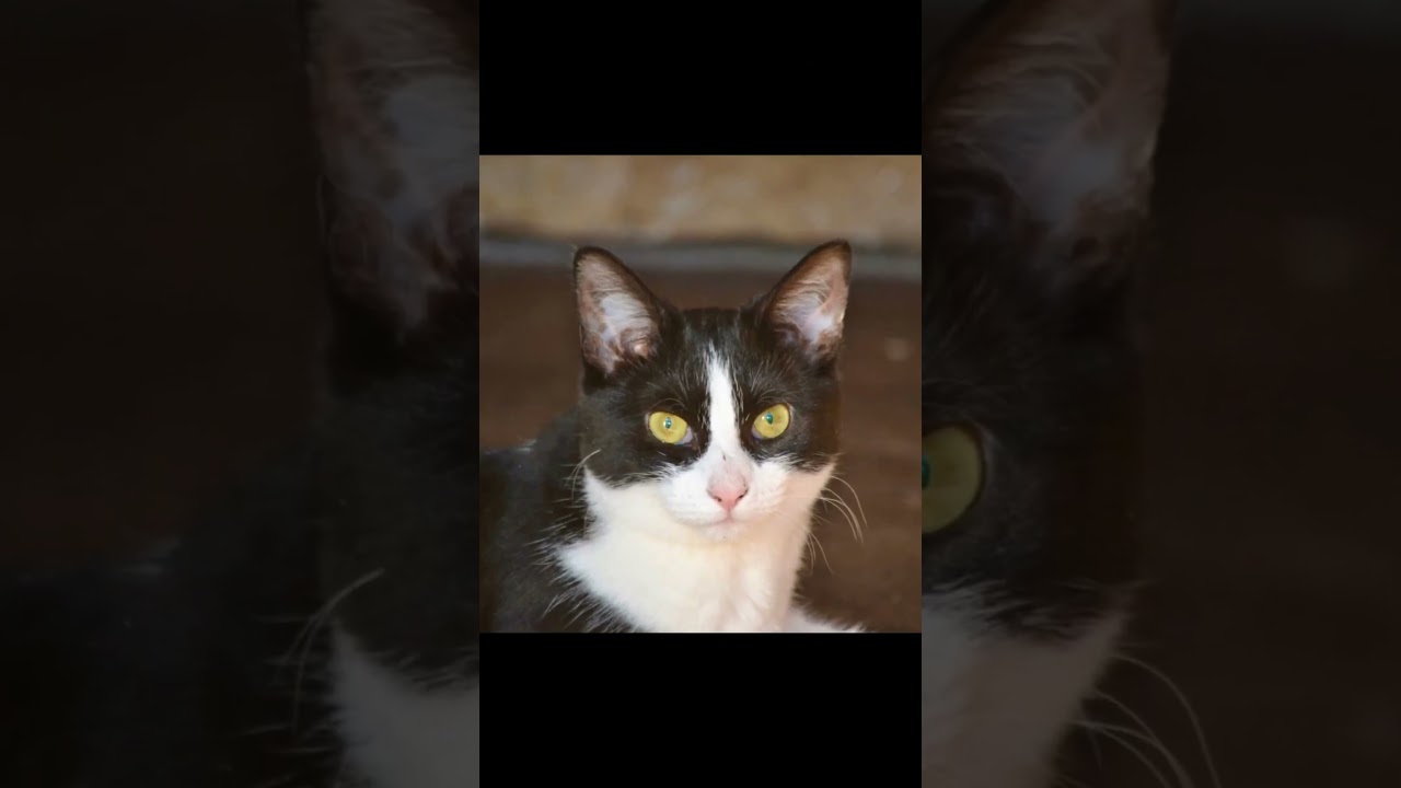 Enlarge Gherkin, a Adoptable mixed breed in Woodbury, NJ video 6/6