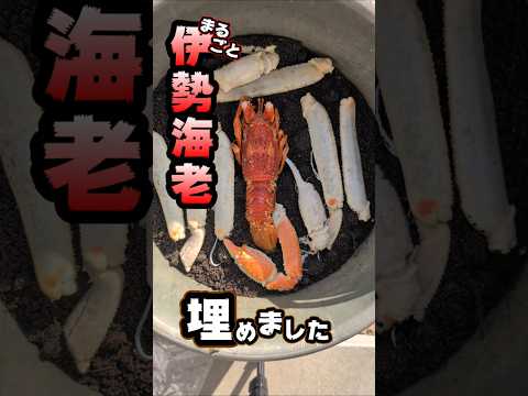 つりきっぷ様　伊勢海老を最強微生物に分解させた
