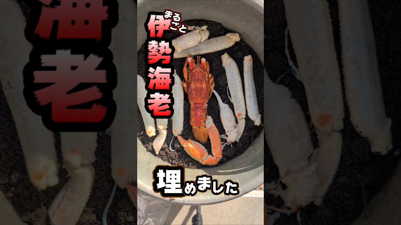 伊勢海老を最強微生物に分解させた