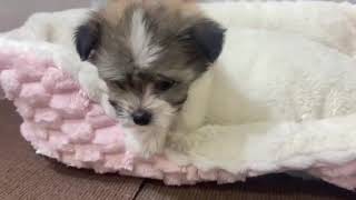 ハーフ犬の動画01