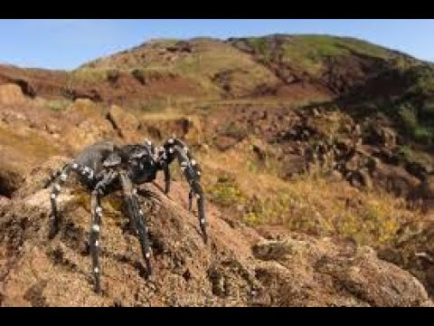 Spider Island: The Rise of Nature’s Creepiest Empire