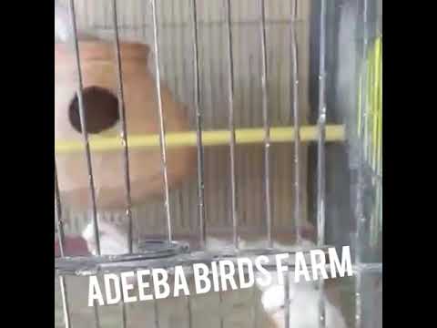Adeeba birds farm & pets