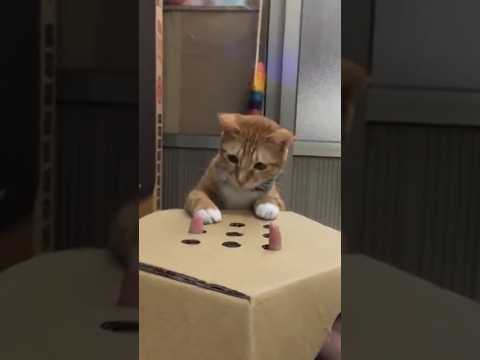 Funny cats 🐾🐱🐾🐱🐾🐱 / Смешные котики! 🐾🐱🐾🐱🐾🐱