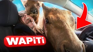 ON NOURRIT DES ANIMAUX SAUVAGES AU PARC OMÉGA