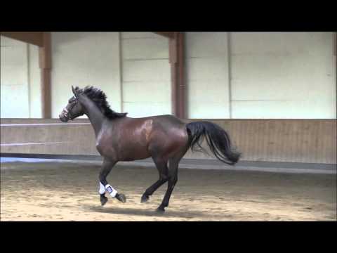 Staatsprämienanwärterin Lordana B v. Lordanos - Donaumonarch/T.