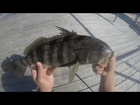 Bass Like Ballast Point