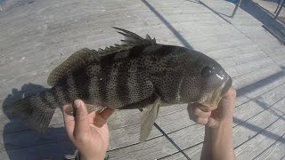 Bass like Ballast Point