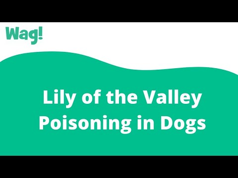 Lily of the Valley Poisoning in Dogs | Wag!
