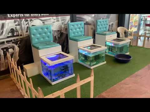 Plecostomus White Fish Pedicure Spa, Packaging Type: Thermocol, Size: 6x4x2